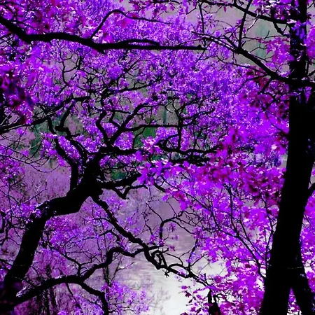 Violet #colony_white_tower * Selanik
